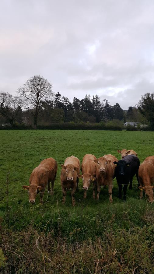 Brandon View House B&B Graiguenamanagh Exteriér fotografie